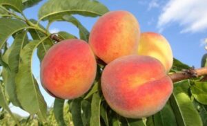 Вибір саджанців персика